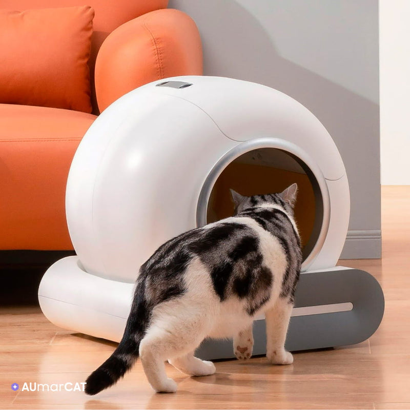 Caixa de Areia Automática para Gatos com Inteligência Artificial e Aplicativo para Controle Remoto - um gato entrando na caixa de areia que está na sala - Aumarcat